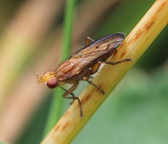 Tetanocera elata