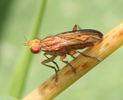Tetanocera elata
