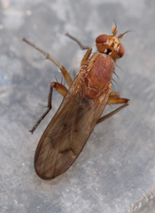 Tetanocera silvatica