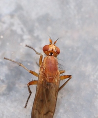 Tetanocera silvatica