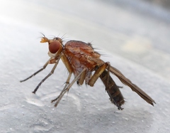 Tetanocera silvatica