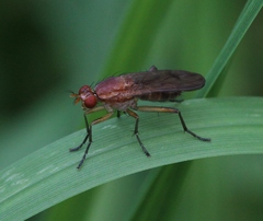Tetanocera silvatica