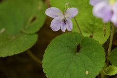 Viola canescens