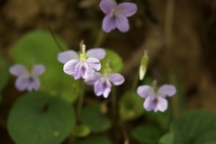 Viola canescens
