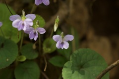 Viola canescens