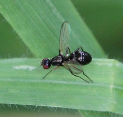 Nemopoda nitidula