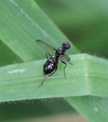 Nemopoda nitidula