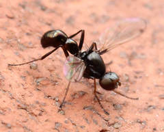 Sepsis fulgens