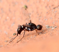 Sepsis fulgens