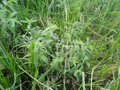 Mentha longifolia asiatica