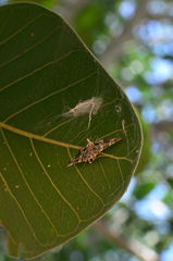 Chabula acamasalis