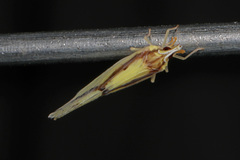 Otiocerus