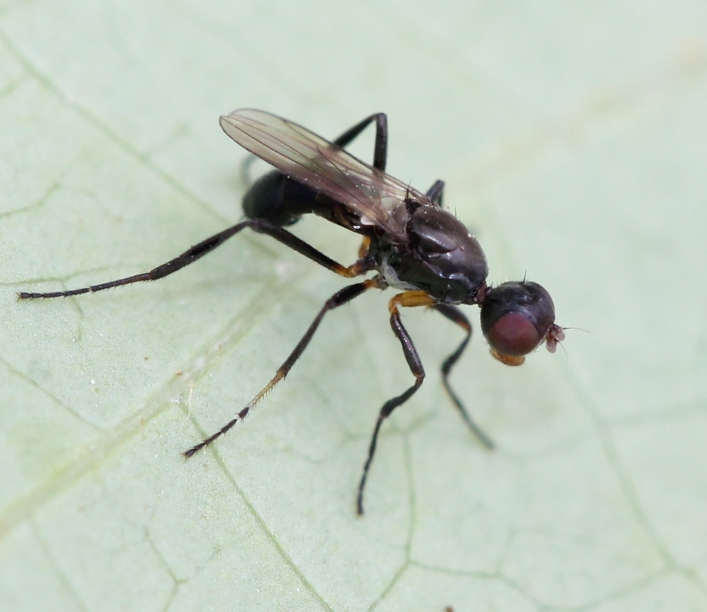 Themira annulipes