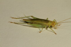 Cyrtoxipha columbiana
