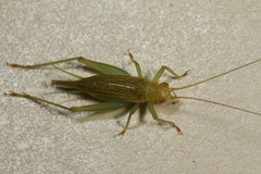 Cyrtoxipha columbiana