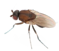 Coproica ferruginata