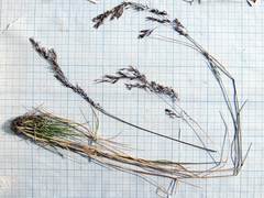 Deschampsia