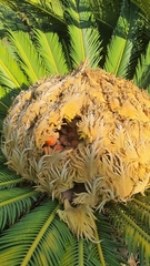 Cycas revoluta