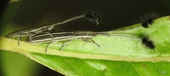 Eucomatocera vittata