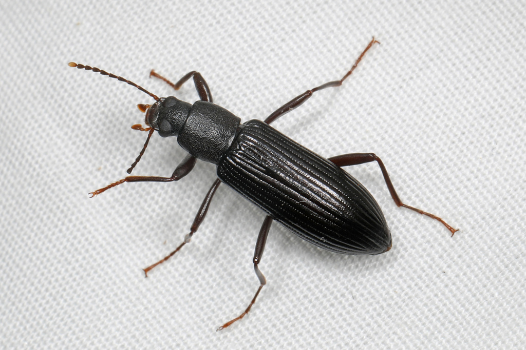 Narrow-necked Strongylium