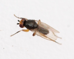 Spelobia ochripes