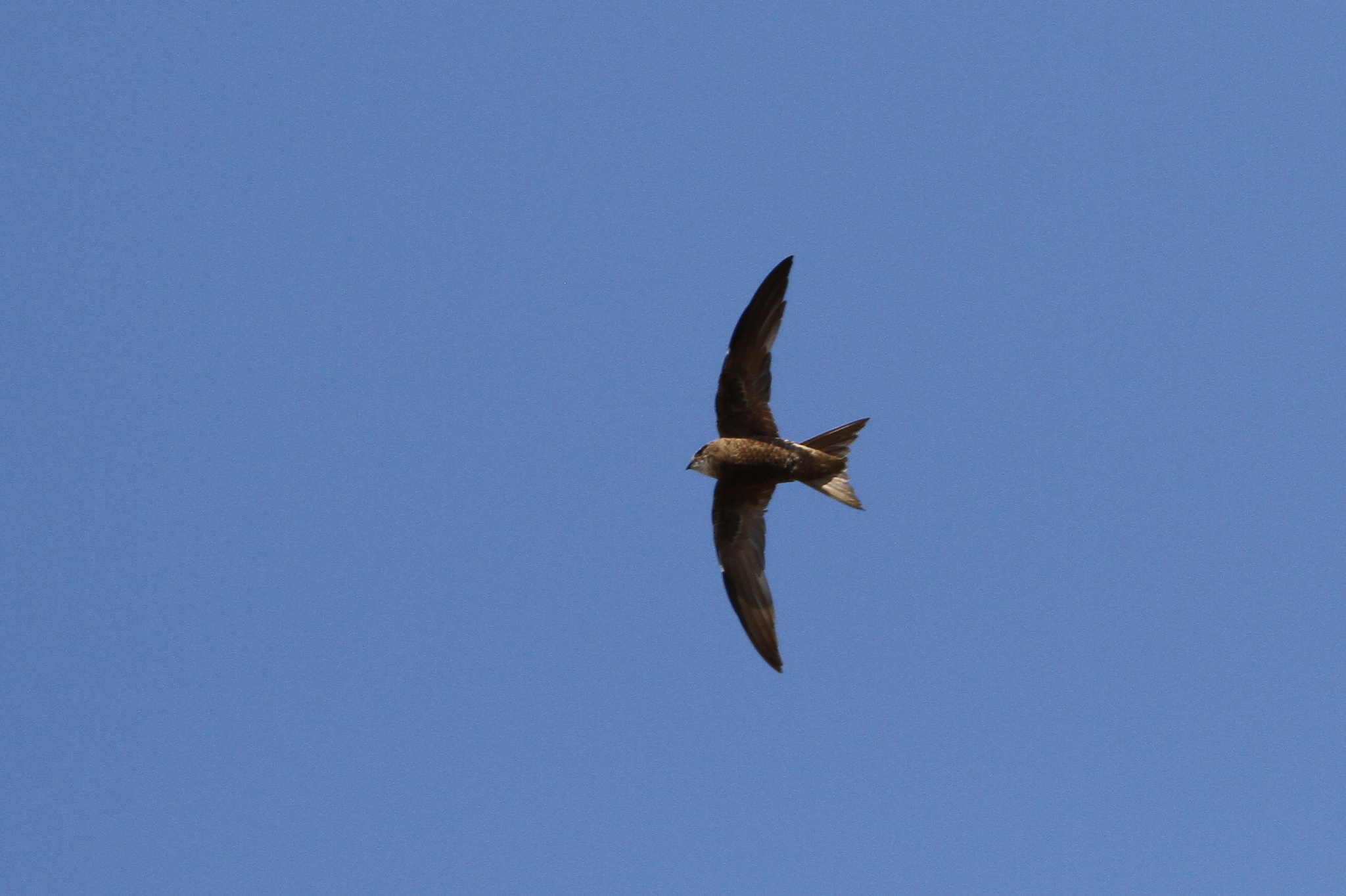 Forbes-Watson's Swift (Apus berliozi), photo 2