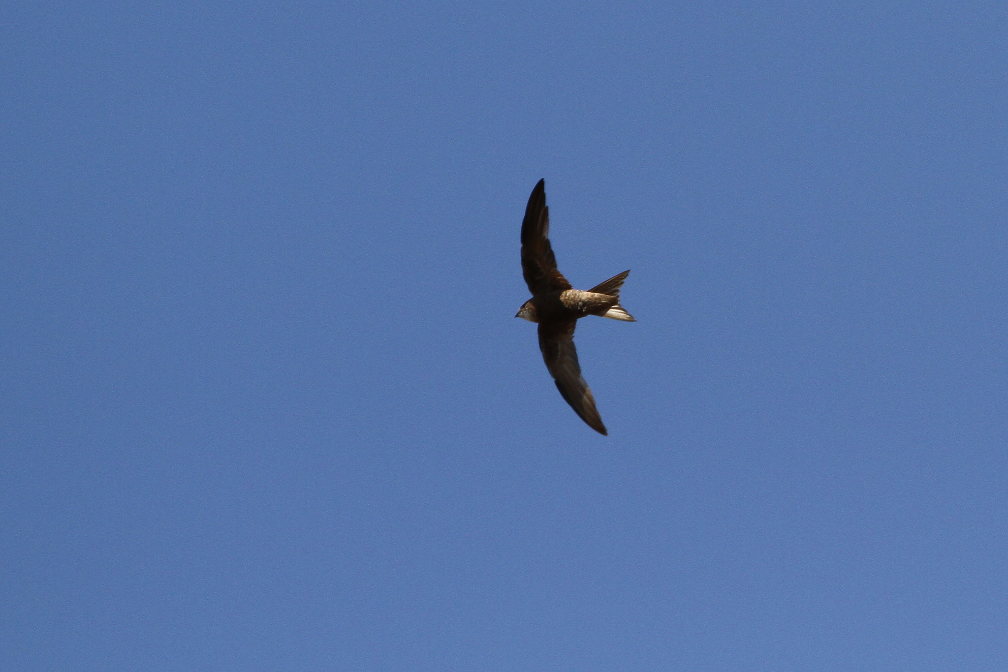Forbes-Watson's Swift (Apus berliozi), photo 3