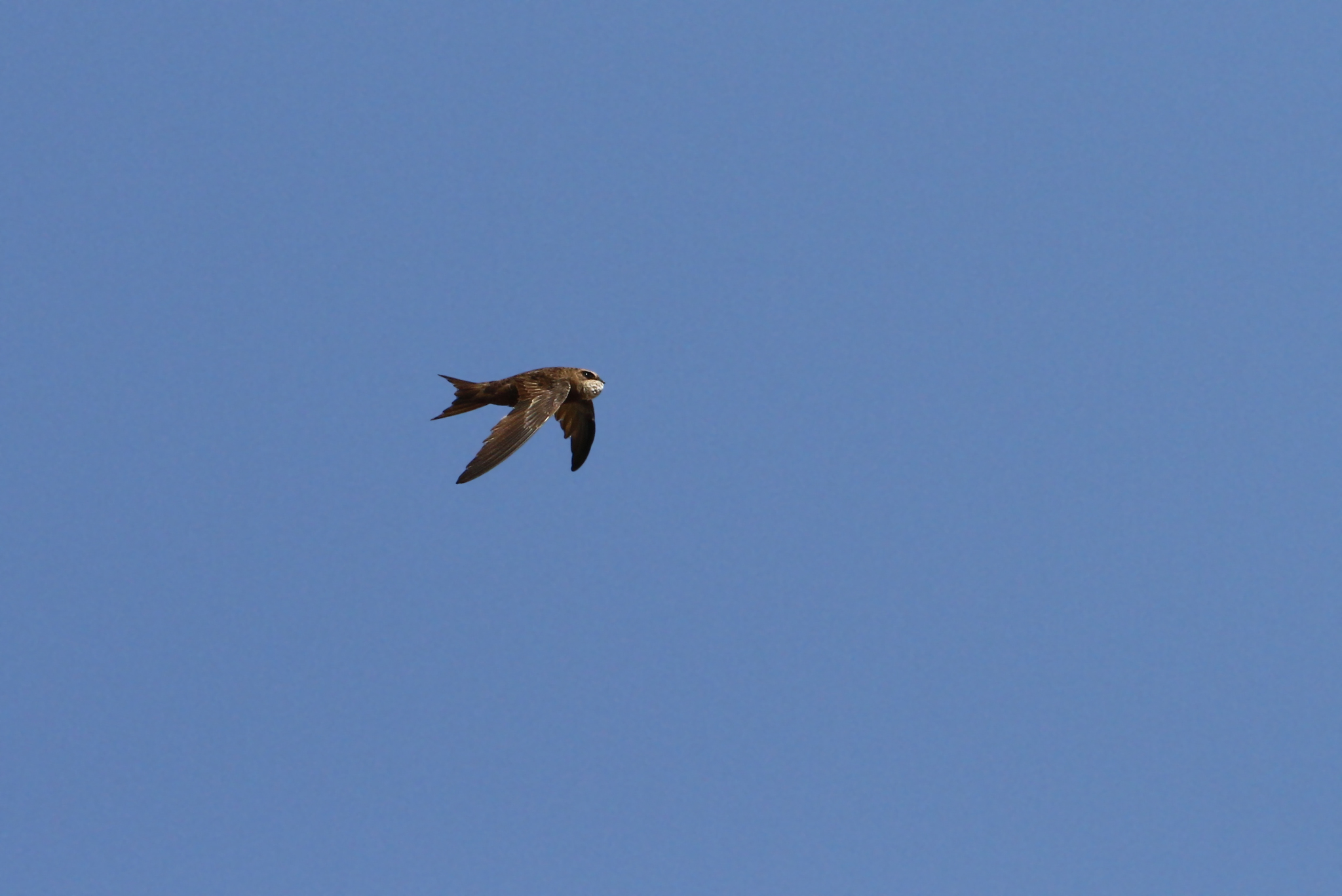 Forbes-Watson's Swift (Apus berliozi), photo 4