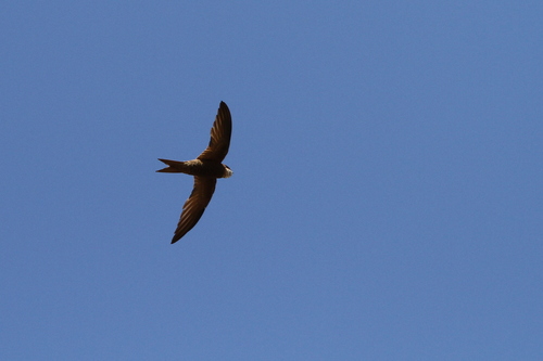 Forbes-Watson's Swift (Apus berliozi), photo 5