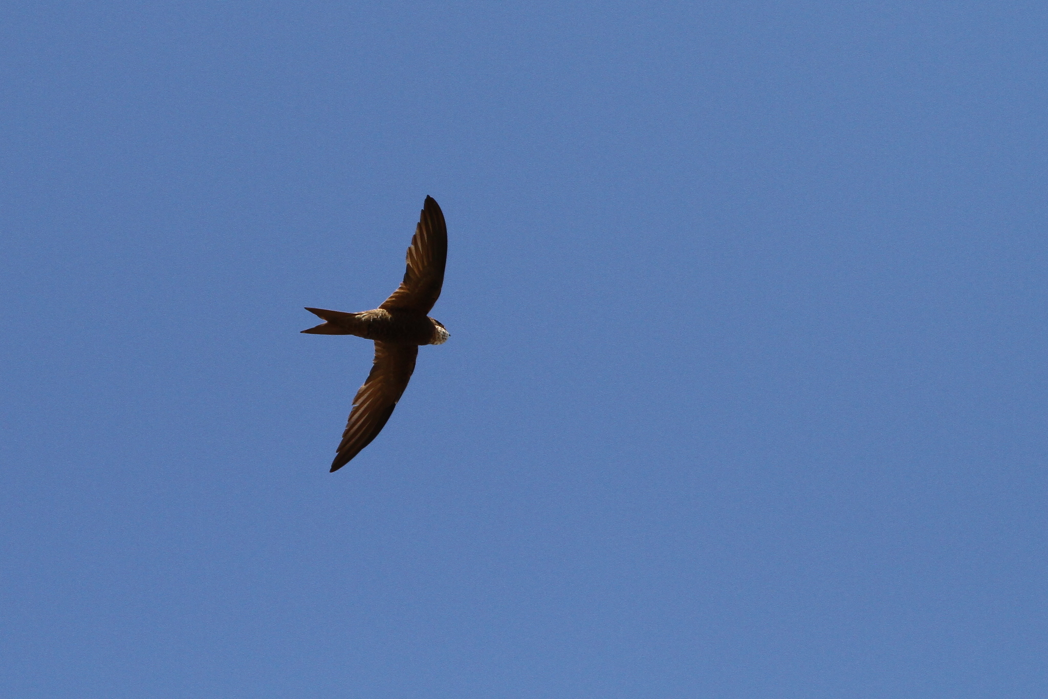 Forbes-Watson's Swift (Apus berliozi), photo 5