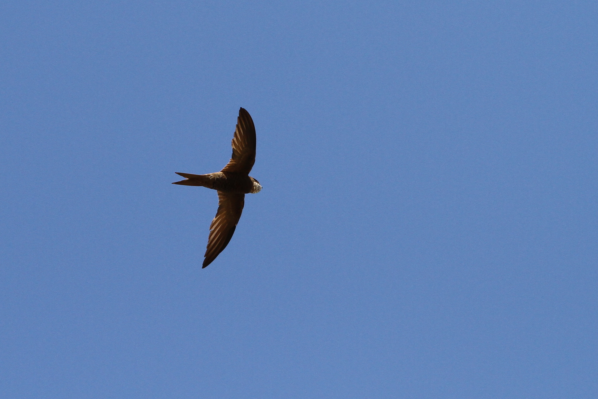 Forbes-Watson's Swift (Apus berliozi), photo 6