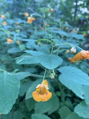Impatiens capensis