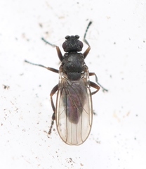 Ischiolepta