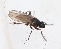 Ischiolepta