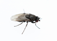 Leptocera