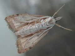 Udea ferrugalis