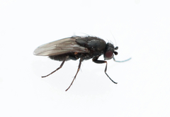 Leptocera