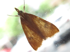 Udea ferrugalis