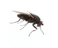 Leptocera