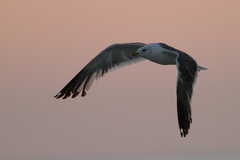 Larus fuscus heuglini