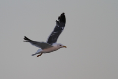 Larus fuscus heuglini