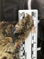 Zonotrichia leucophrys