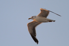 Larus fuscus heuglini