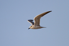 Gelochelidon nilotica