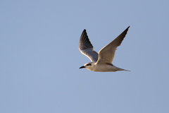 Gelochelidon nilotica