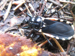 Ectrychotes andreae