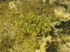 Nitella hyalina