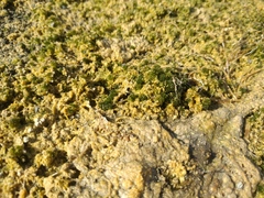 Nitella hyalina