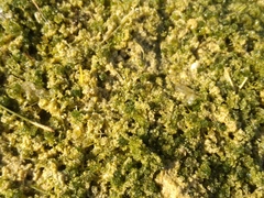Nitella hyalina