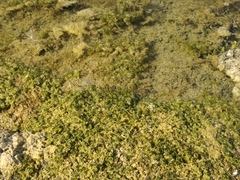 Nitella hyalina